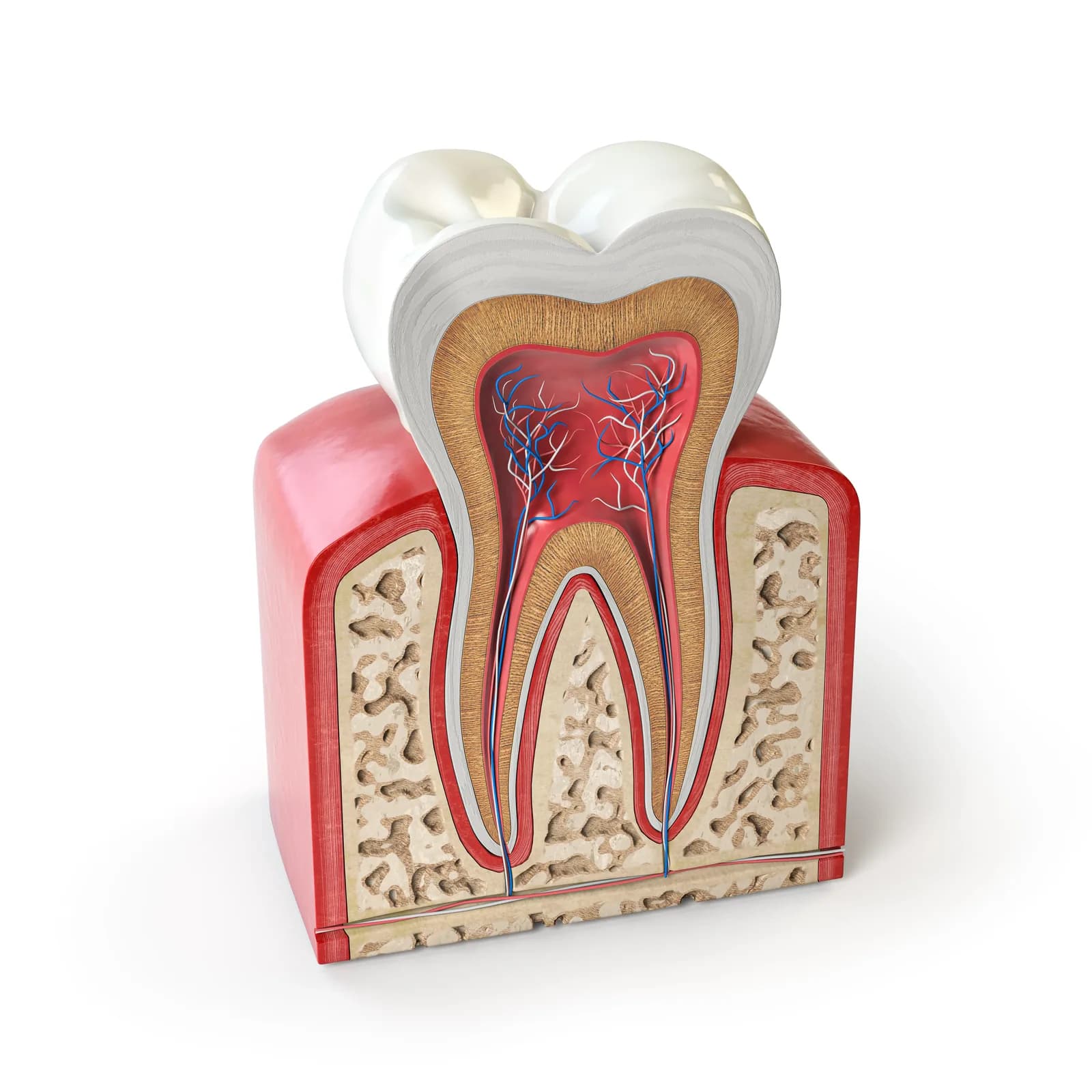 Root canal therapy in St. Albert